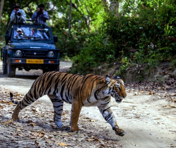 Corbett Safari Tour