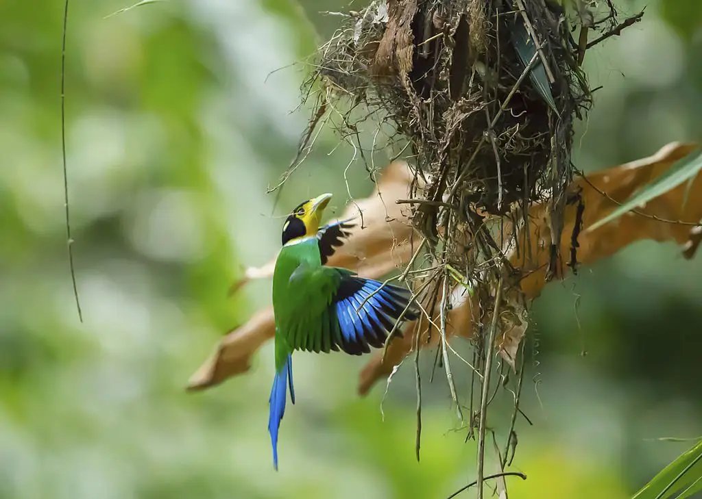 Bird Watching Corbett