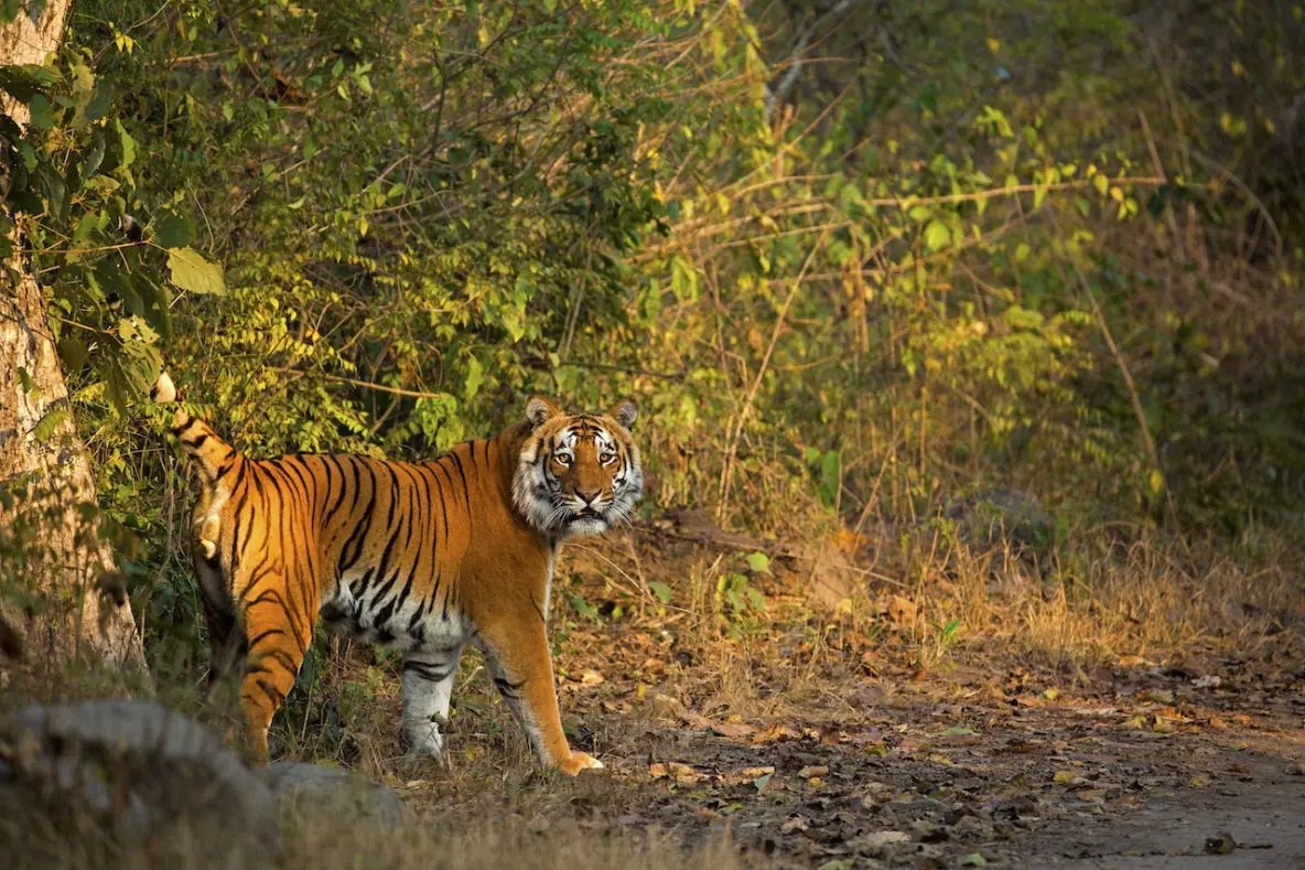 Garjiya Zone Jim Corbett