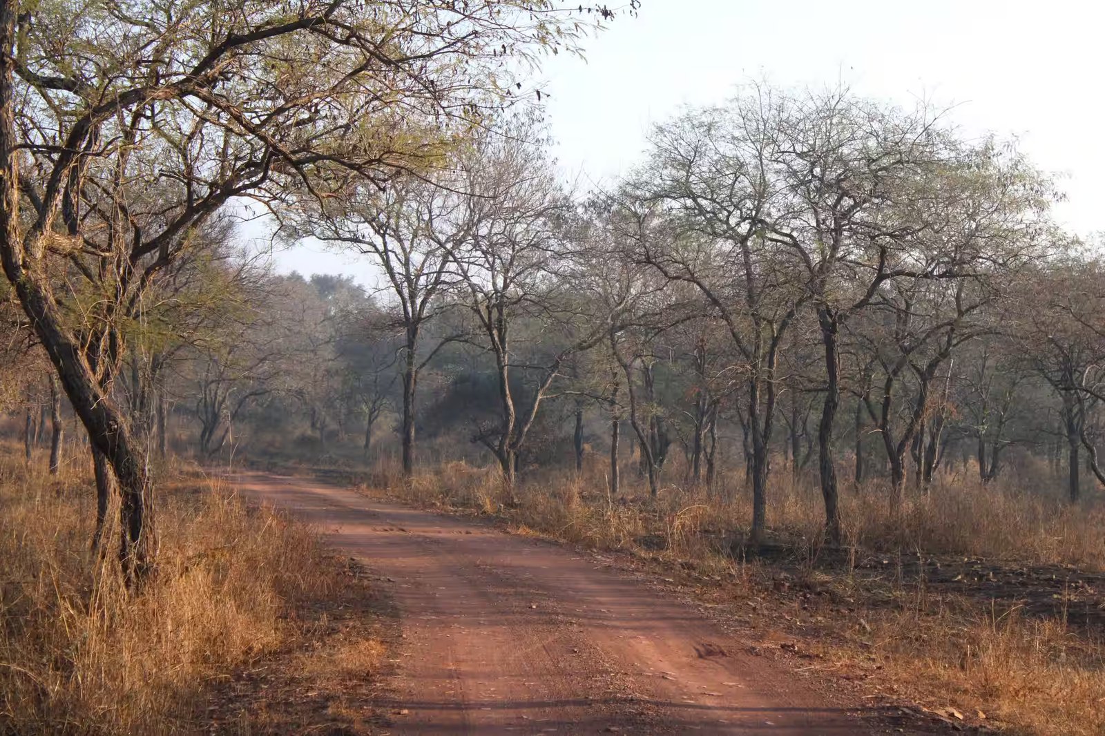 Phalain Zone Jim Corbett